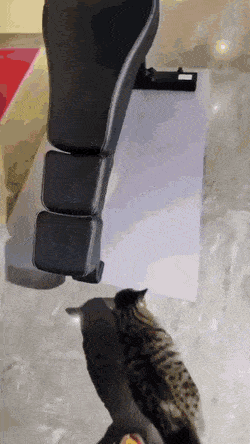 누가 봐도 헬스장에서 키우는 고양이...gif | 인스티즈