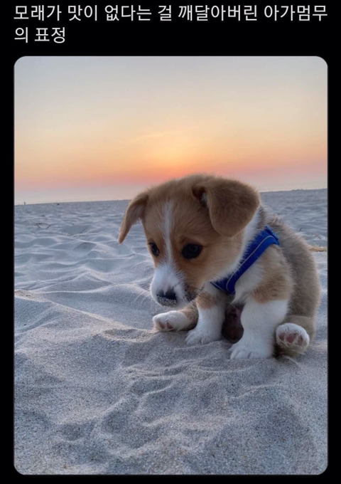 모래가 맛이 없다는 걸 깨달아버린 강아지의 표정.jpg | 인스티즈