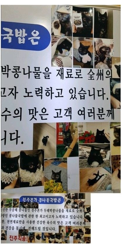 고양이 키우는 사람들 특징 | 인스티즈