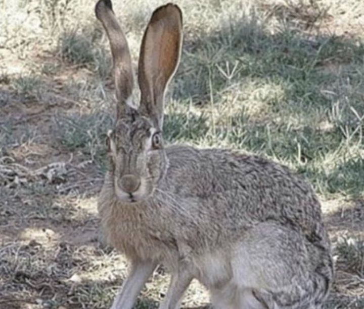 아이돌로 보는 한국 토끼와 외국 토끼의 차이 (feat.세븐틴) | 인스티즈