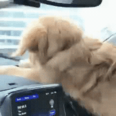 강아지 짤 모음(개많음) | 인스티즈