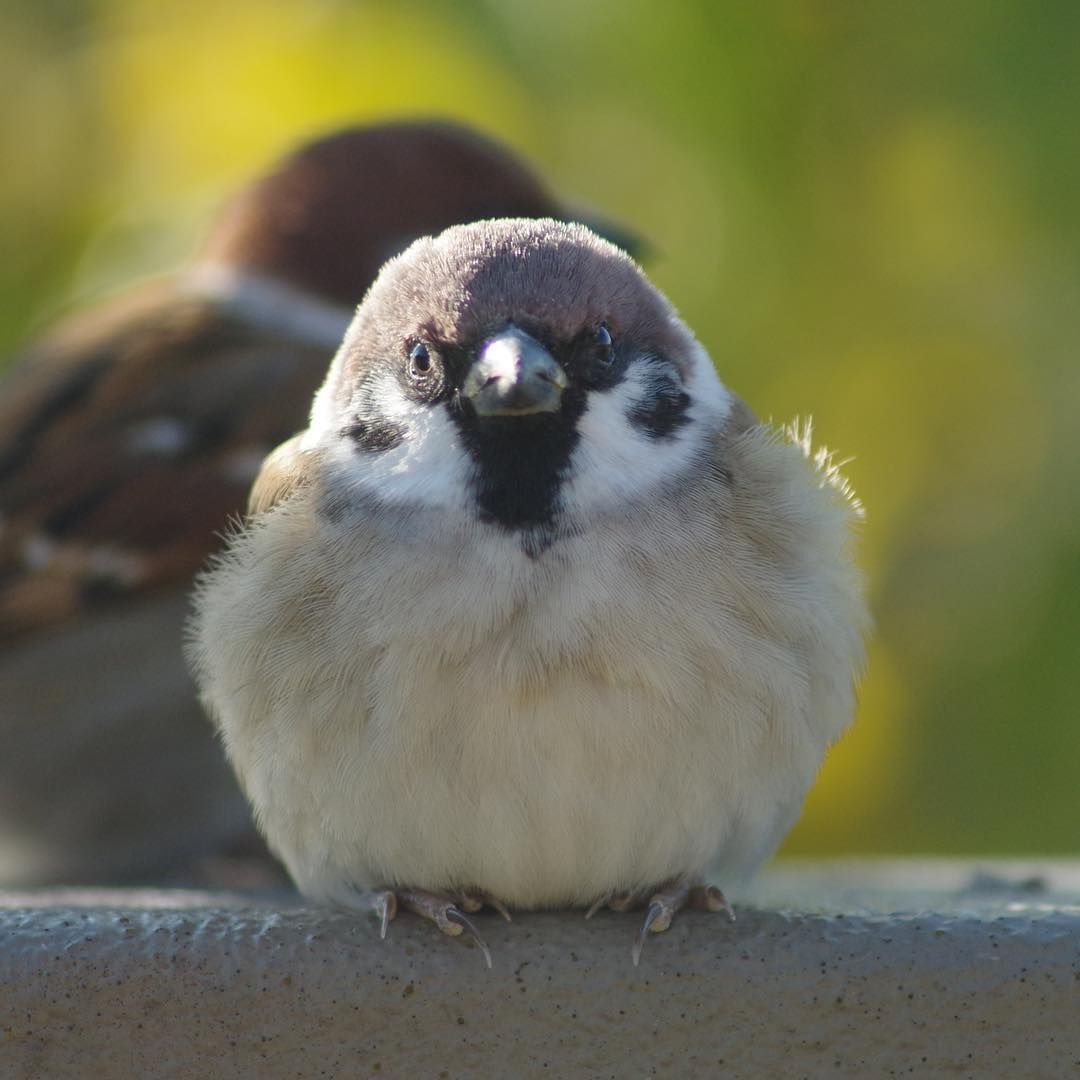 참새 정면 얼굴.jpg | 인스티즈