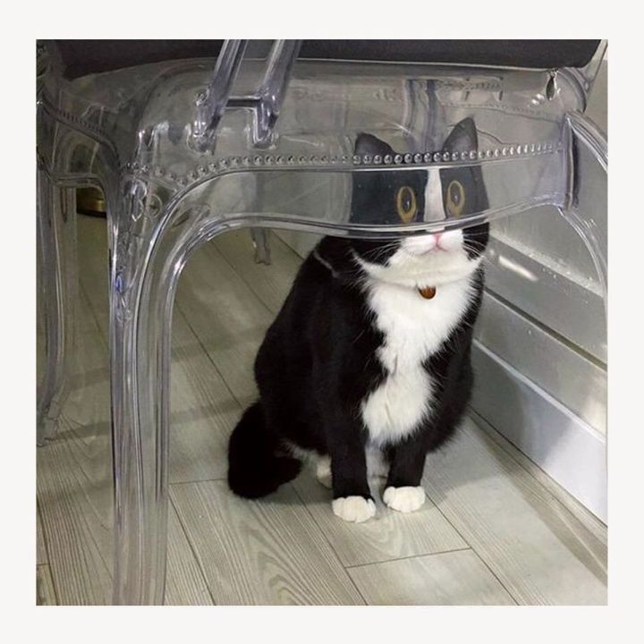 아침에 일어나는거 너무 싫은 고양이 🐱.twt | 인스티즈