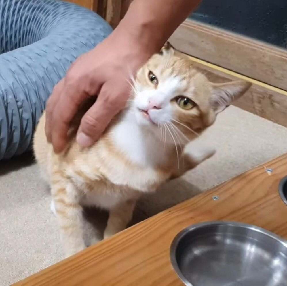 유튜브 고양이 외모 정변 갑 | 인스티즈