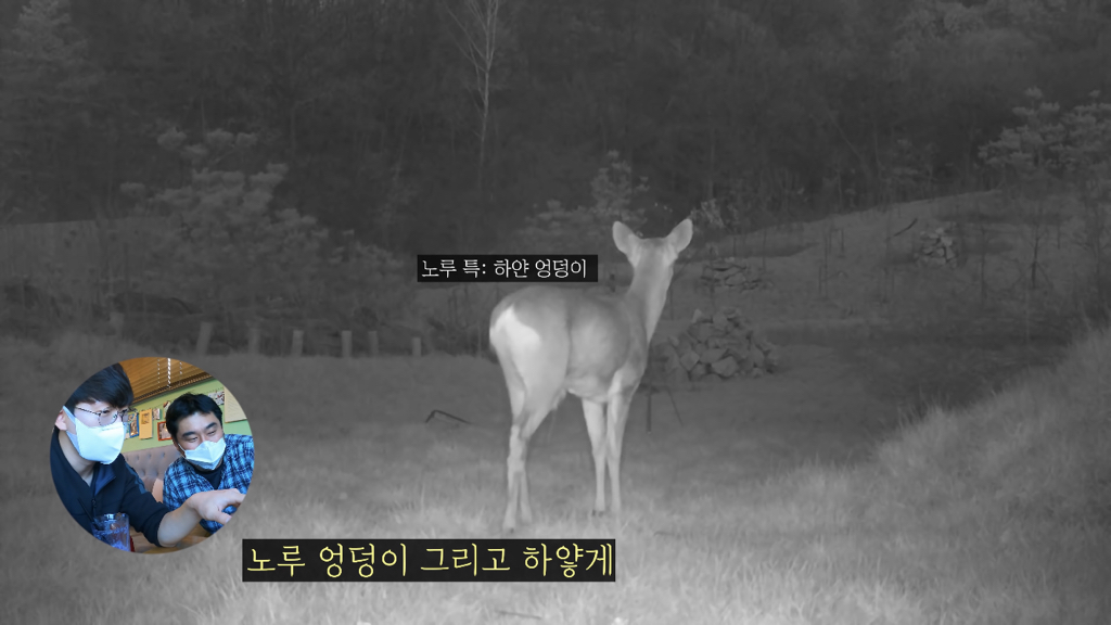 고속도로에 있는 생태통로 진짜 야생동물이 다닐까? | 인스티즈
