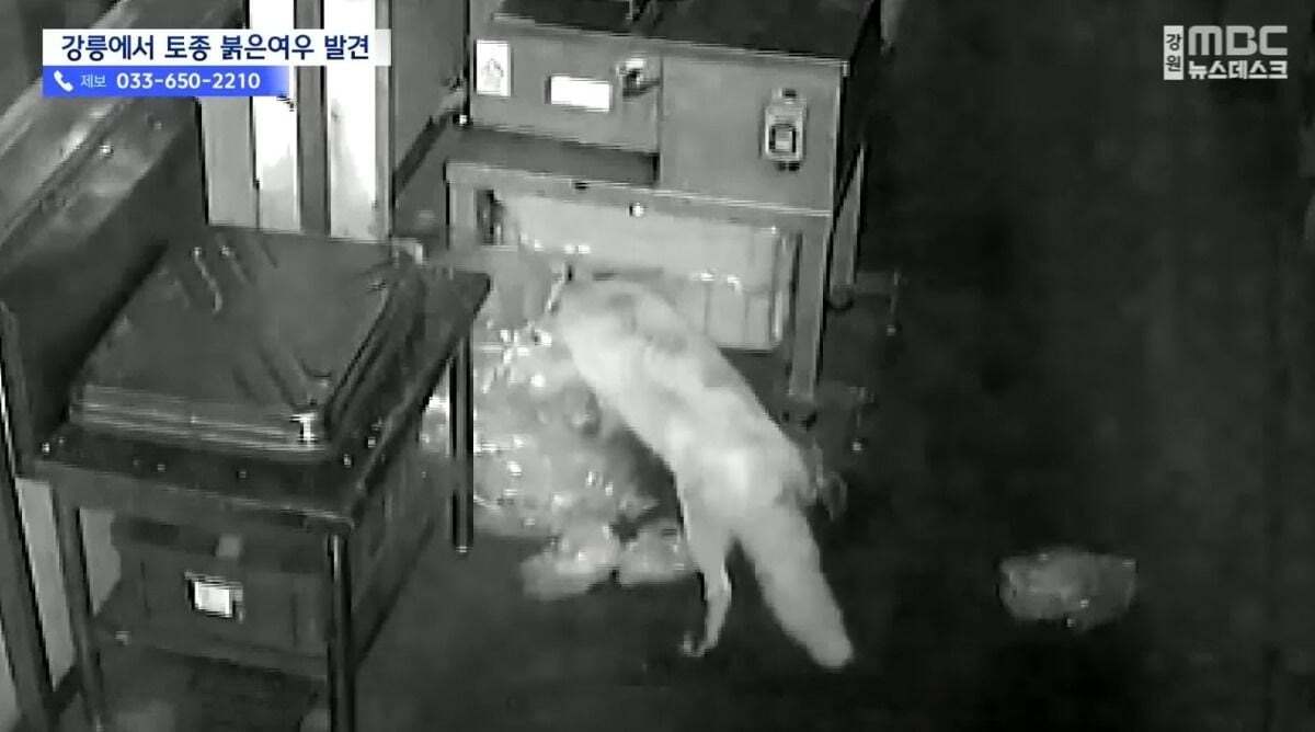 귀여워서 죽을 수 있음 주의)강릉 정육점 앞에서 발견된 우리나라 여우 | 인스티즈