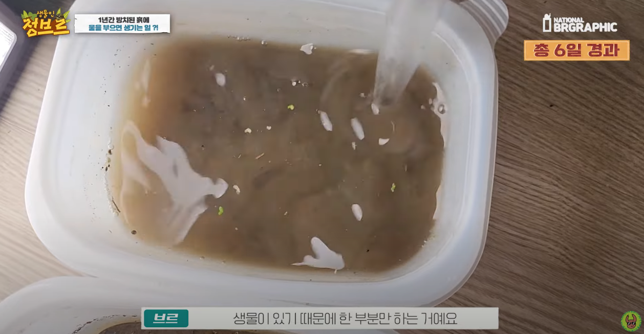 죽은 땅에 물을 부었는데 생명체들이 부화함 개신기 (지진이나 홍수가 일어나는 이유일까? 🤔) | 인스티즈