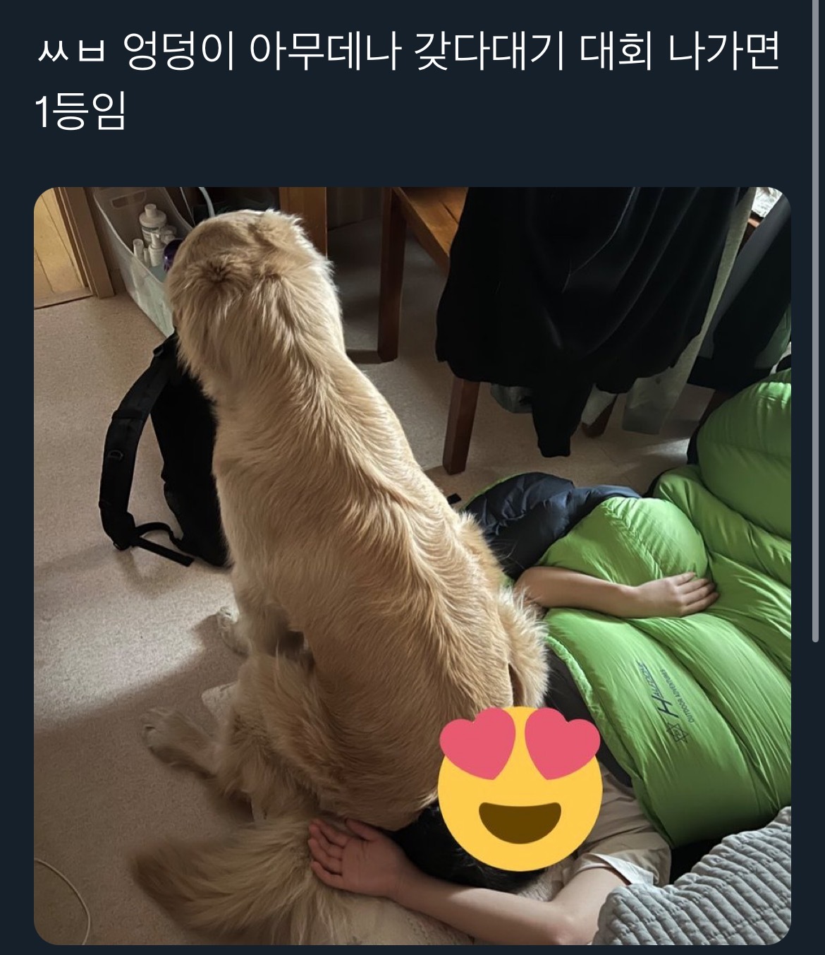 강아지가 친한 사람한테만 해주는 거.twt | 인스티즈