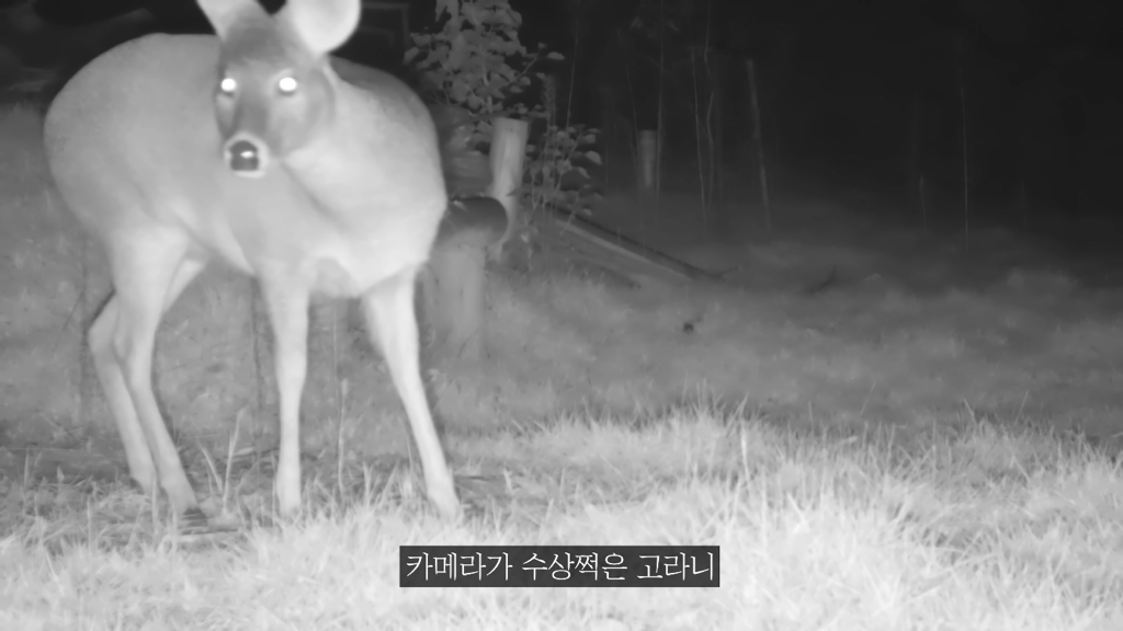 고속도로에 있는 생태통로 진짜 야생동물이 다닐까? | 인스티즈
