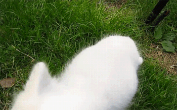 체리 먹는 아기 여우.gif | 인스티즈