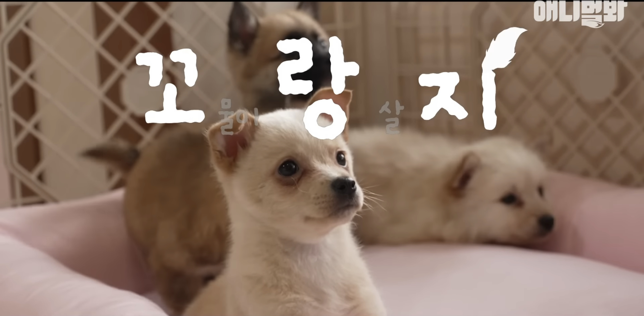 유기견들의 입양을 위해 논산에 집을 산 사람 | 인스티즈