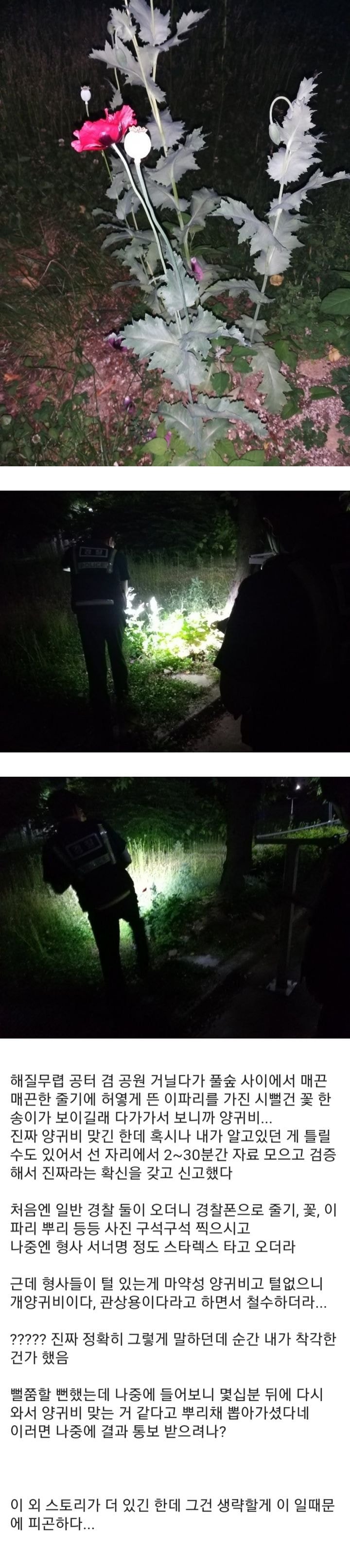 공원에 양귀비 보고 경찰에 신고한 디씨인 (feat.다이소) | 인스티즈