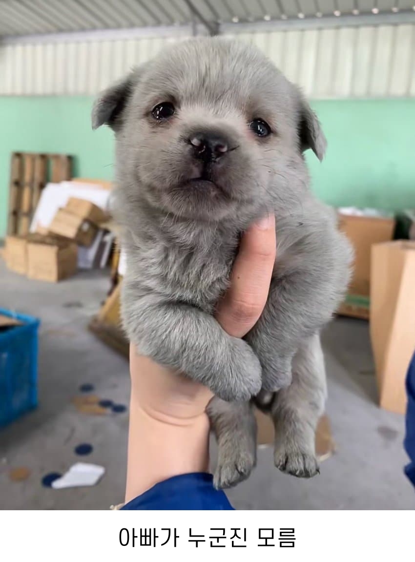 우리 공장 강아지 새끼 낳았다 | 인스티즈