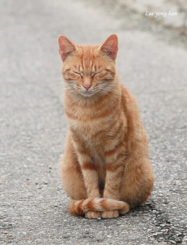 고양이 발도리.jpg | 인스티즈