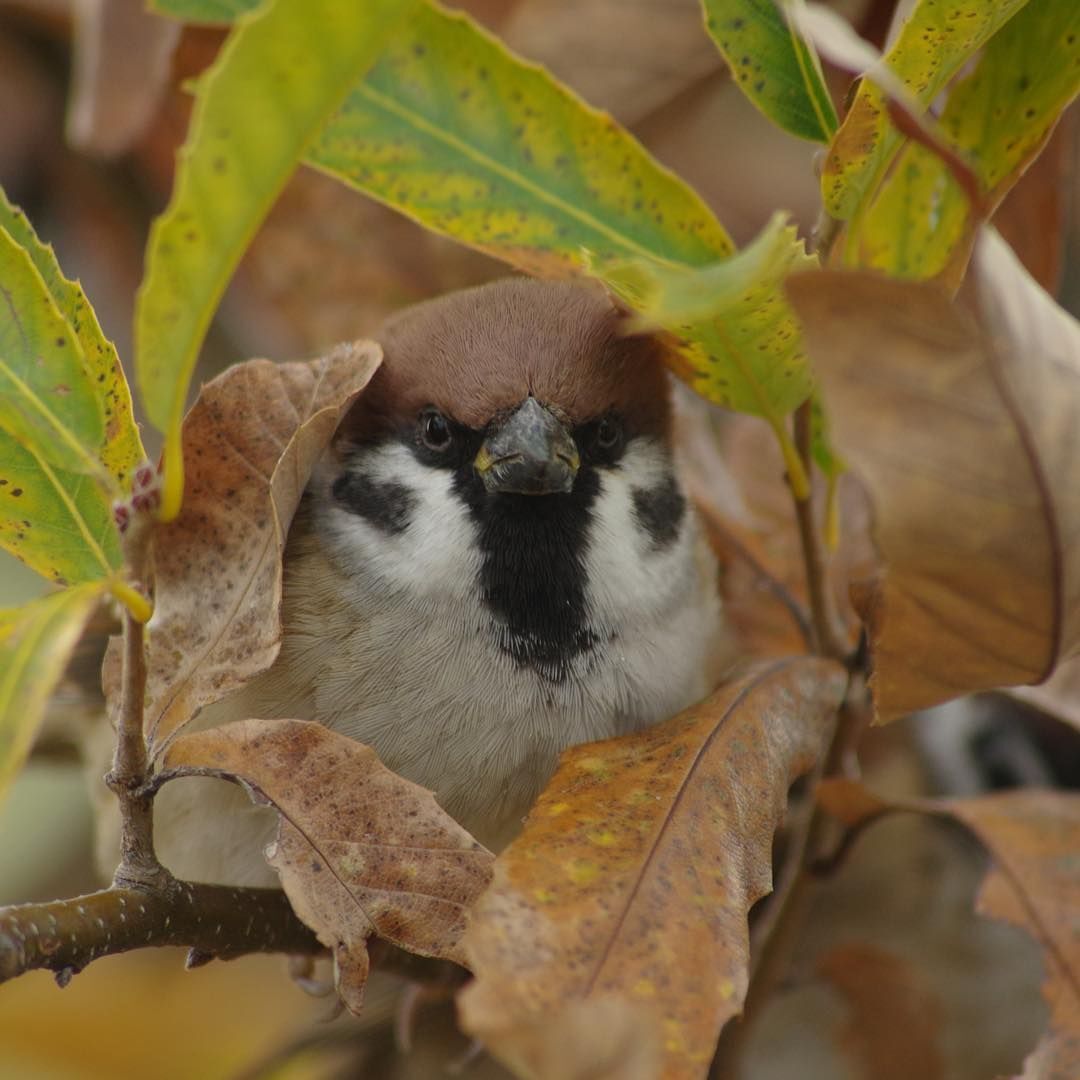 참새 정면 얼굴.jpg | 인스티즈