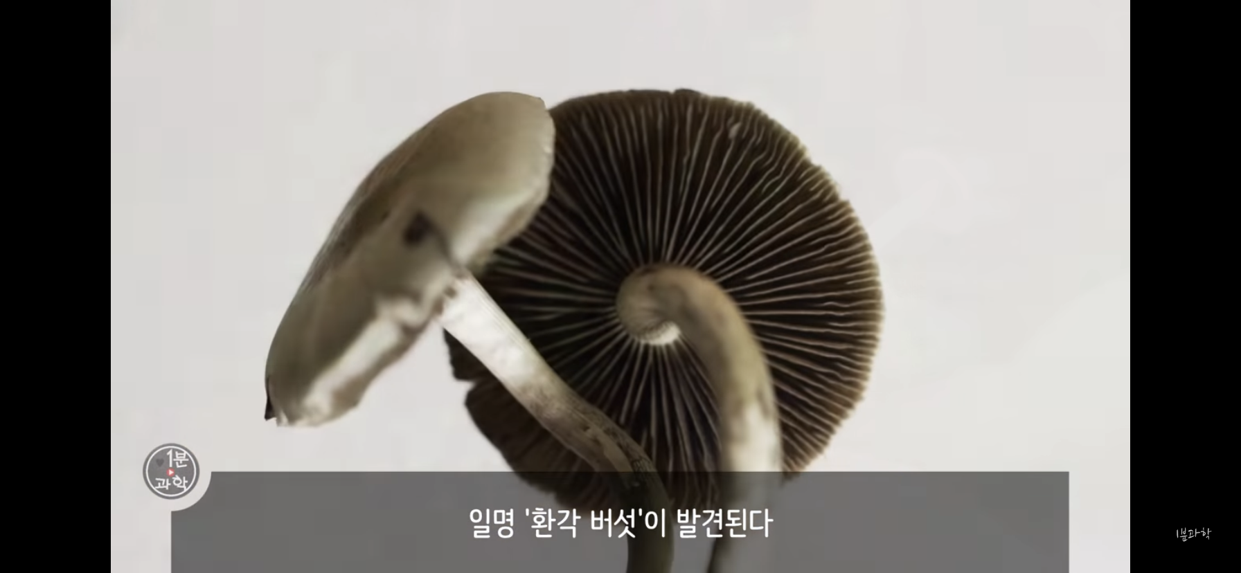 전세계에서 금지된 마약 | 인스티즈