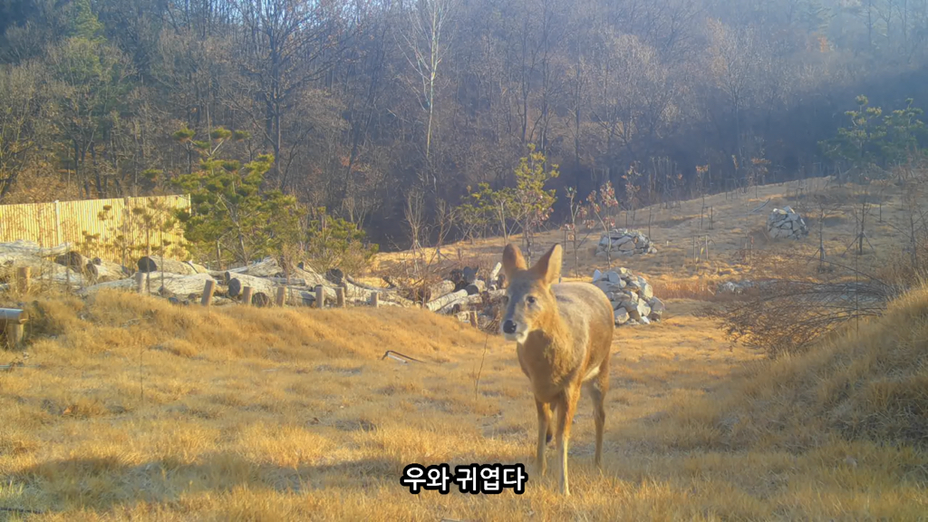 고속도로에 있는 생태통로 진짜 야생동물이 다닐까? | 인스티즈