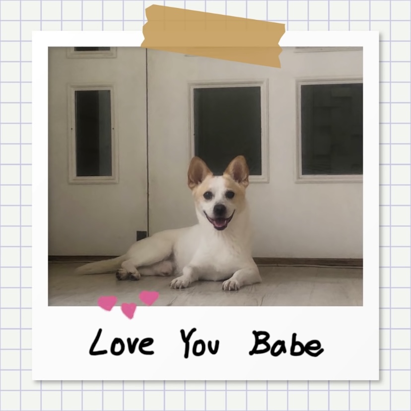 강아지별로 떠난 전 엑스원 이은상 반려견 웅이 | 인스티즈