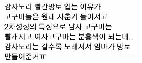 충격적인 감자도리 스토리 | 인스티즈