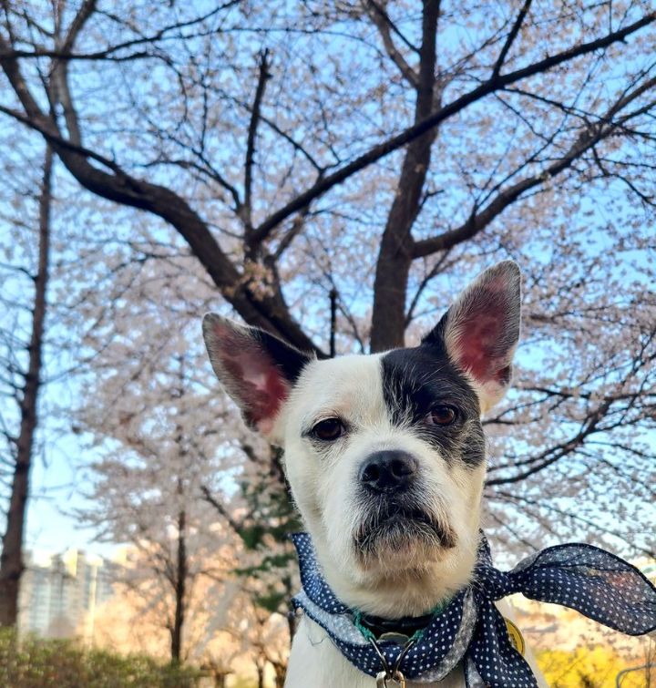 요즘 산책하다가 꽃길만 보면 사진 찍는데 개가 지긋지긋하다는듯 저렇게 쳐다봄..twt | 인스티즈