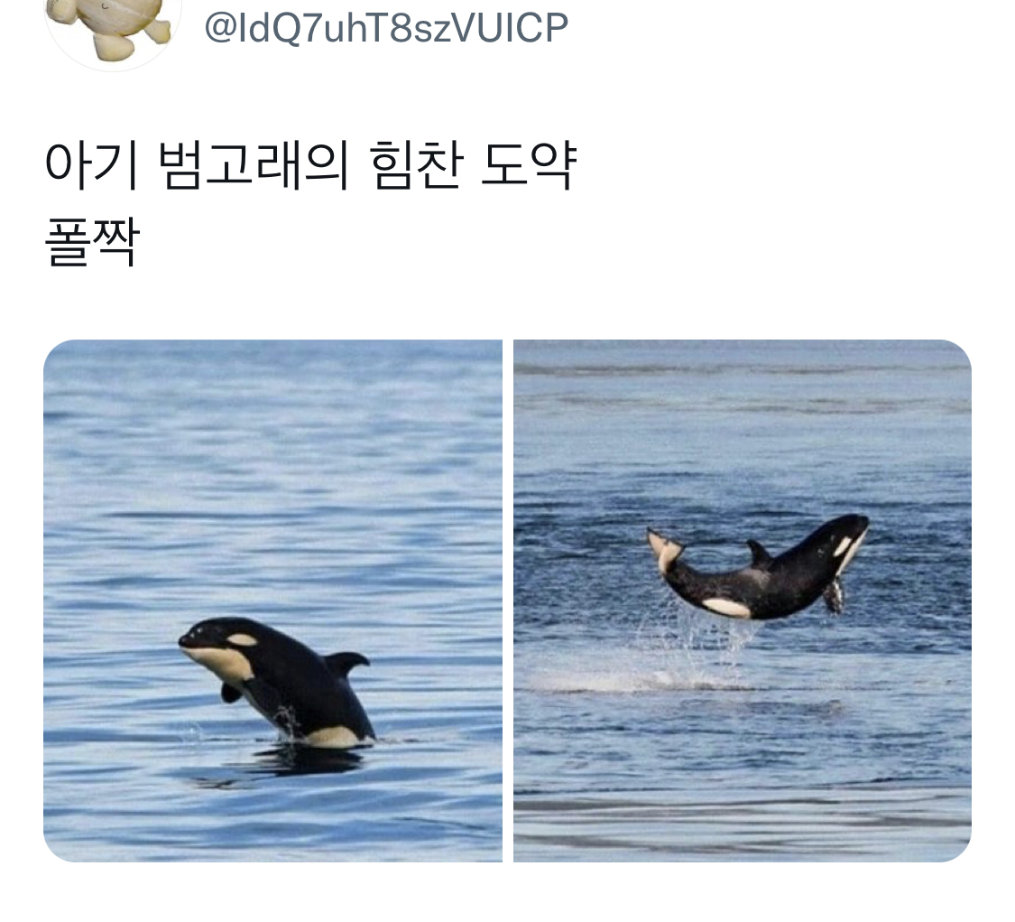아기 범고래가 힘찬 도약을 하는 이유 | 인스티즈