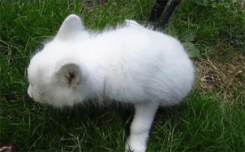 체리 먹는 아기 여우.gif | 인스티즈