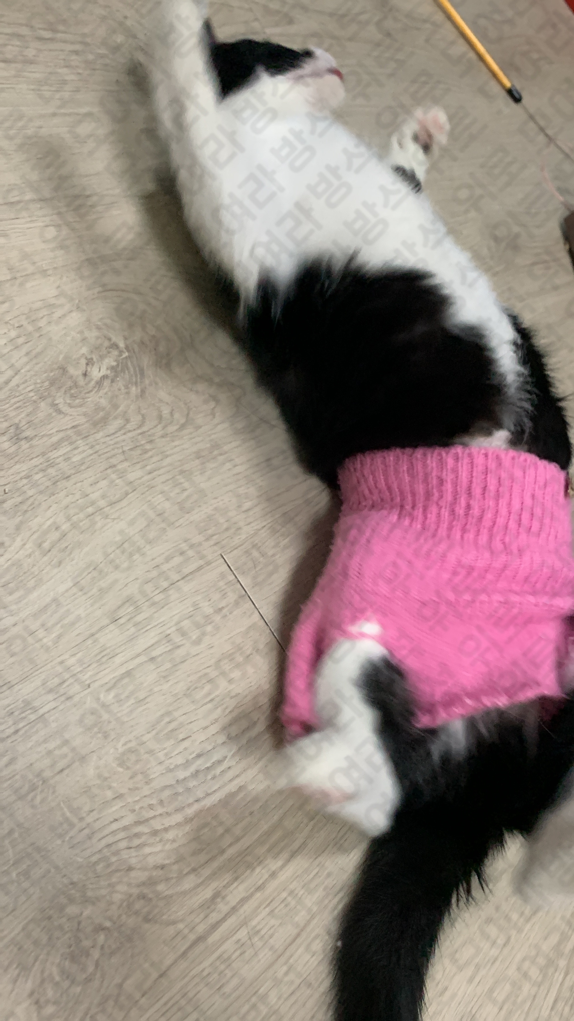 우리 집 고냉이 중성화했는데 넥카라 너무 너무 너무 극악무도 싫어해서 내가 니트 잘라서 옷 맹글어 줌 ㅋㅋㅋㅋㅋㅋㅋㅋㅋ | 인스티즈