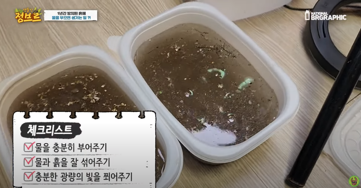 죽은 땅에 물을 부었는데 생명체들이 부화함 개신기 (지진이나 홍수가 일어나는 이유일까? 🤔) | 인스티즈