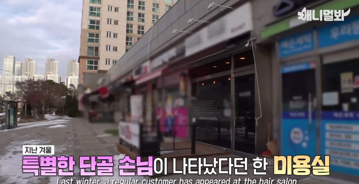 미용실 오픈런 하던 고양이의 근황 | 인스티즈