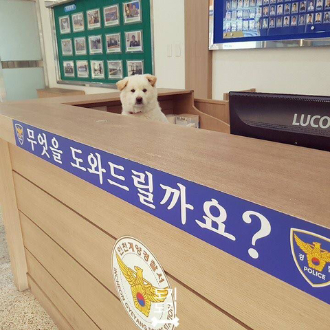 강아지 짤 모음(개많음) | 인스티즈