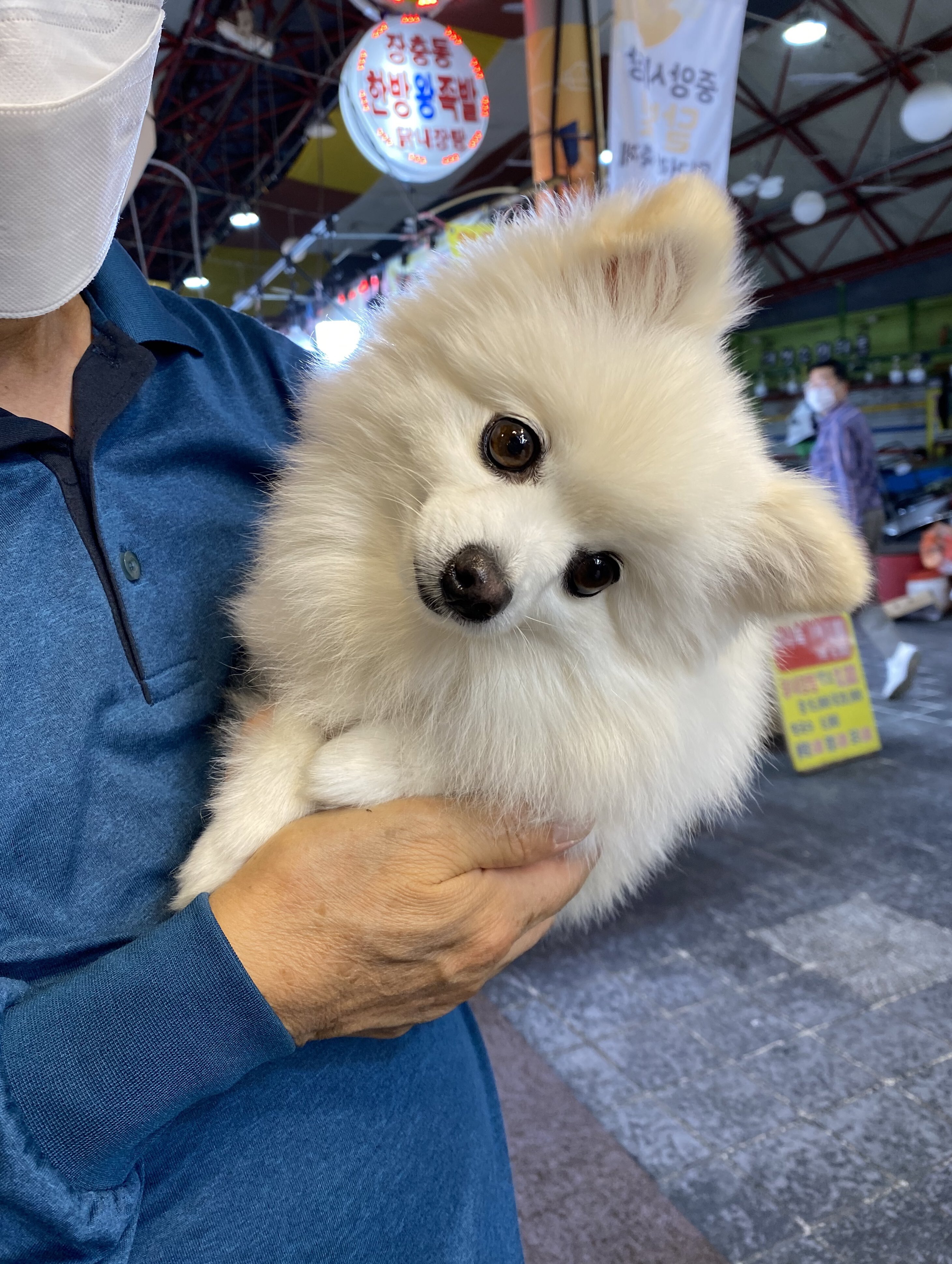 술먹는데 모르는 아저씨가 강아지 보여주고감.twt | 인스티즈