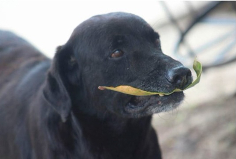 강아지 짤 모음(개많음) | 인스티즈