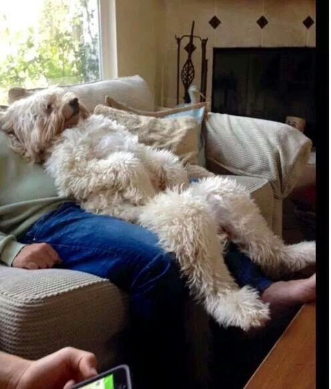 강아지 짤 모음(개많음) | 인스티즈