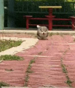 강아지 짤 모음(개많음) | 인스티즈