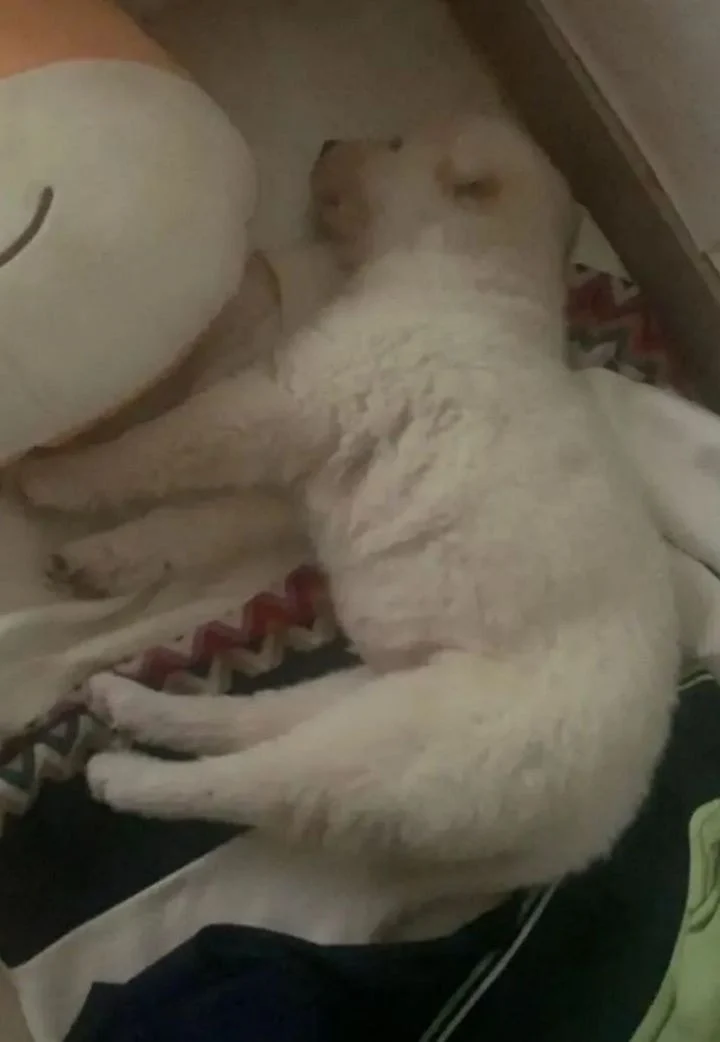 강아지 관상.jpg | 인스티즈