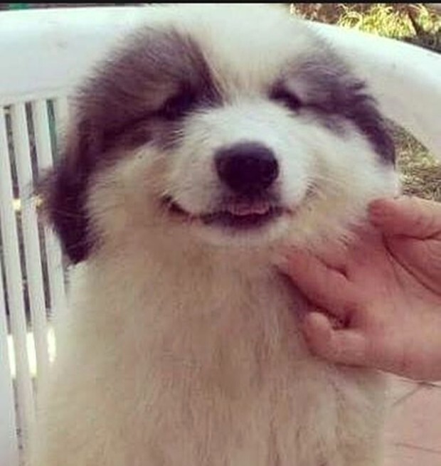 강아지 웃는 짤 모음 | 인스티즈