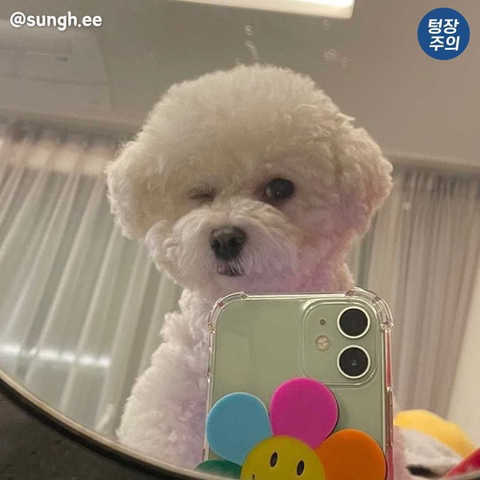 심장에 무리오는 댕댕이 셀카🐶 | 인스티즈