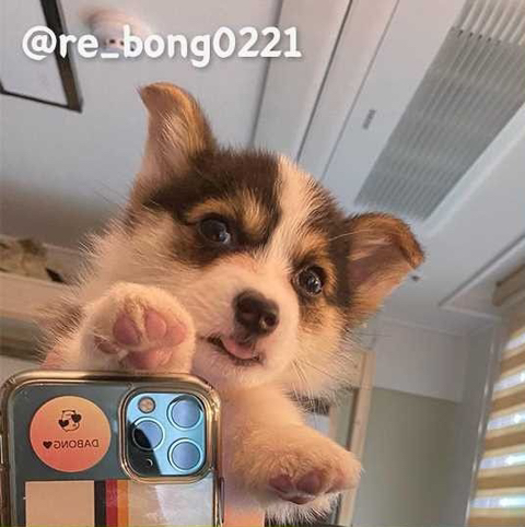 심장에 무리오는 댕댕이 셀카🐶 | 인스티즈