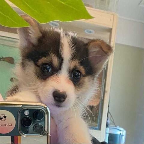 심장에 무리오는 댕댕이 셀카🐶 | 인스티즈