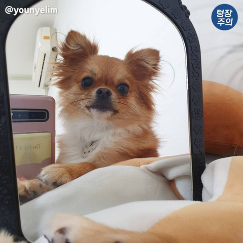 심장에 무리오는 댕댕이 셀카🐶 | 인스티즈