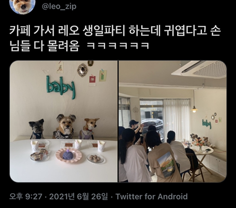 카페에서 강아지 생일파티 하는데 손님들이 | 인스티즈