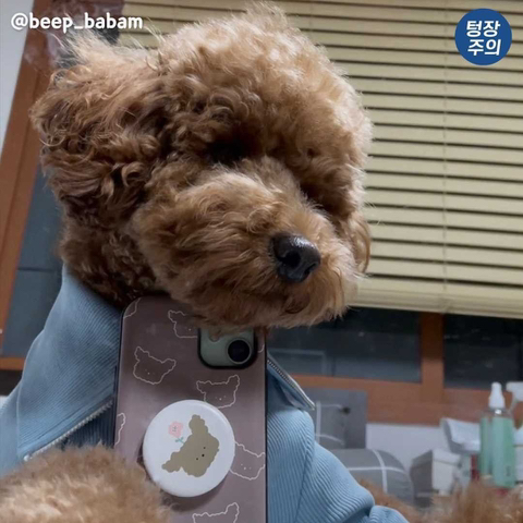 심장에 무리오는 댕댕이 셀카🐶 | 인스티즈