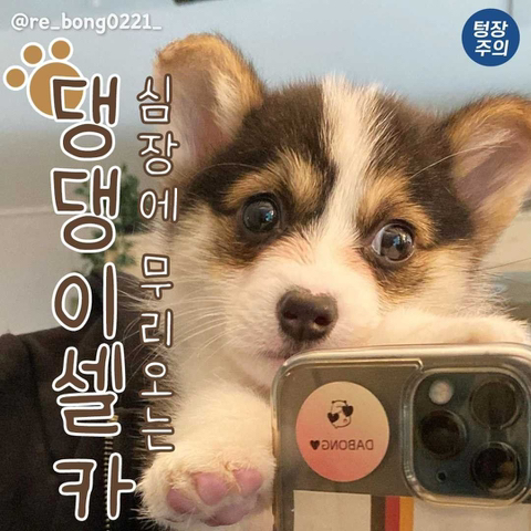 심장에 무리오는 댕댕이 셀카🐶 | 인스티즈