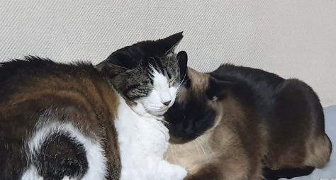 한 아이돌이 좋아하는 강아지 종 | 인스티즈