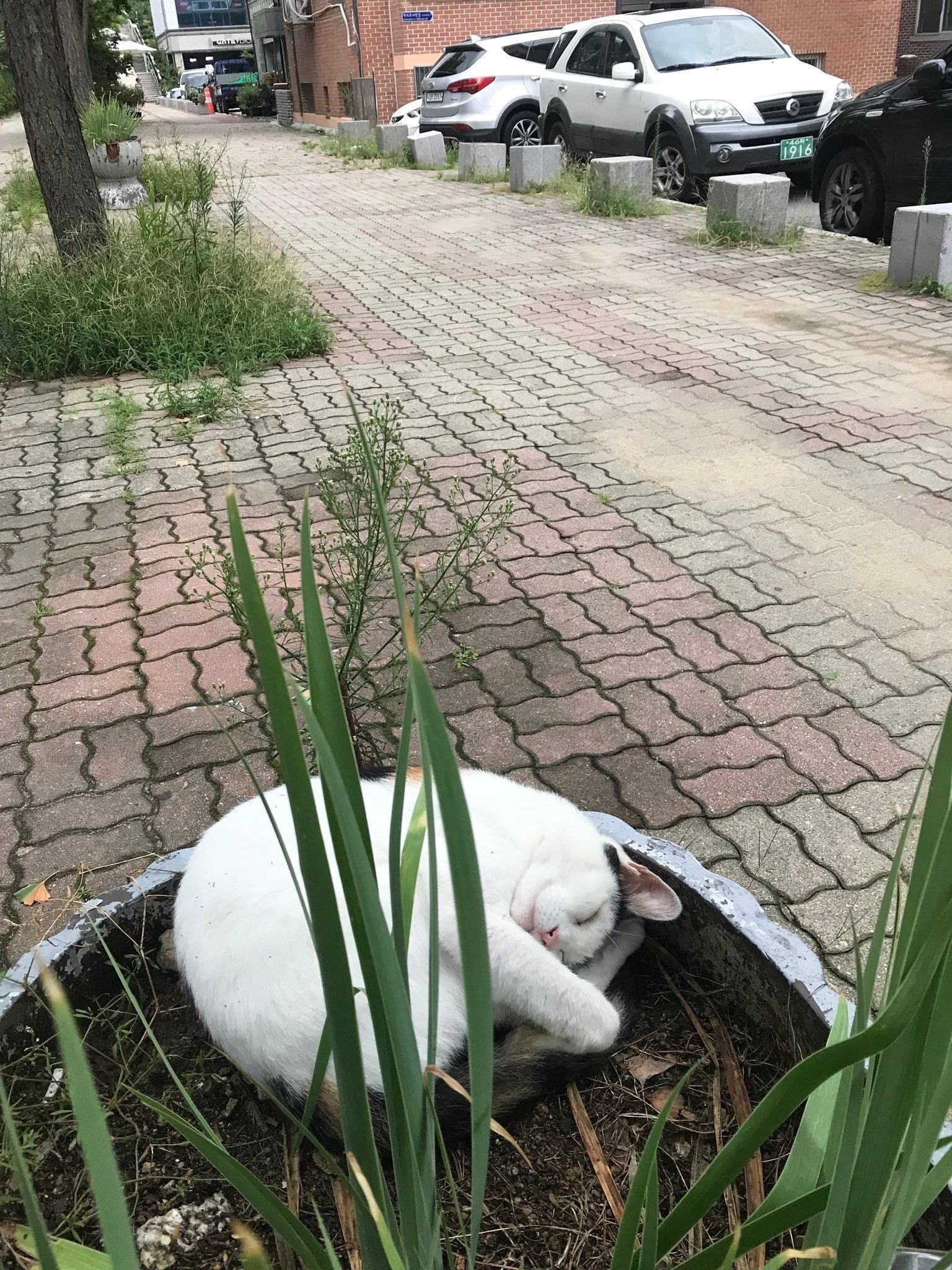 고양이가 화분에서 자고있었는데 비올거 같아서 깨웠다 | 인스티즈