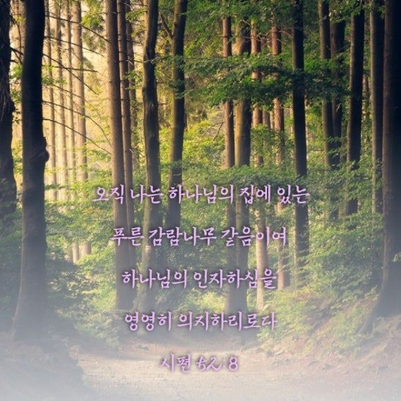 푸른감람나무 이미지