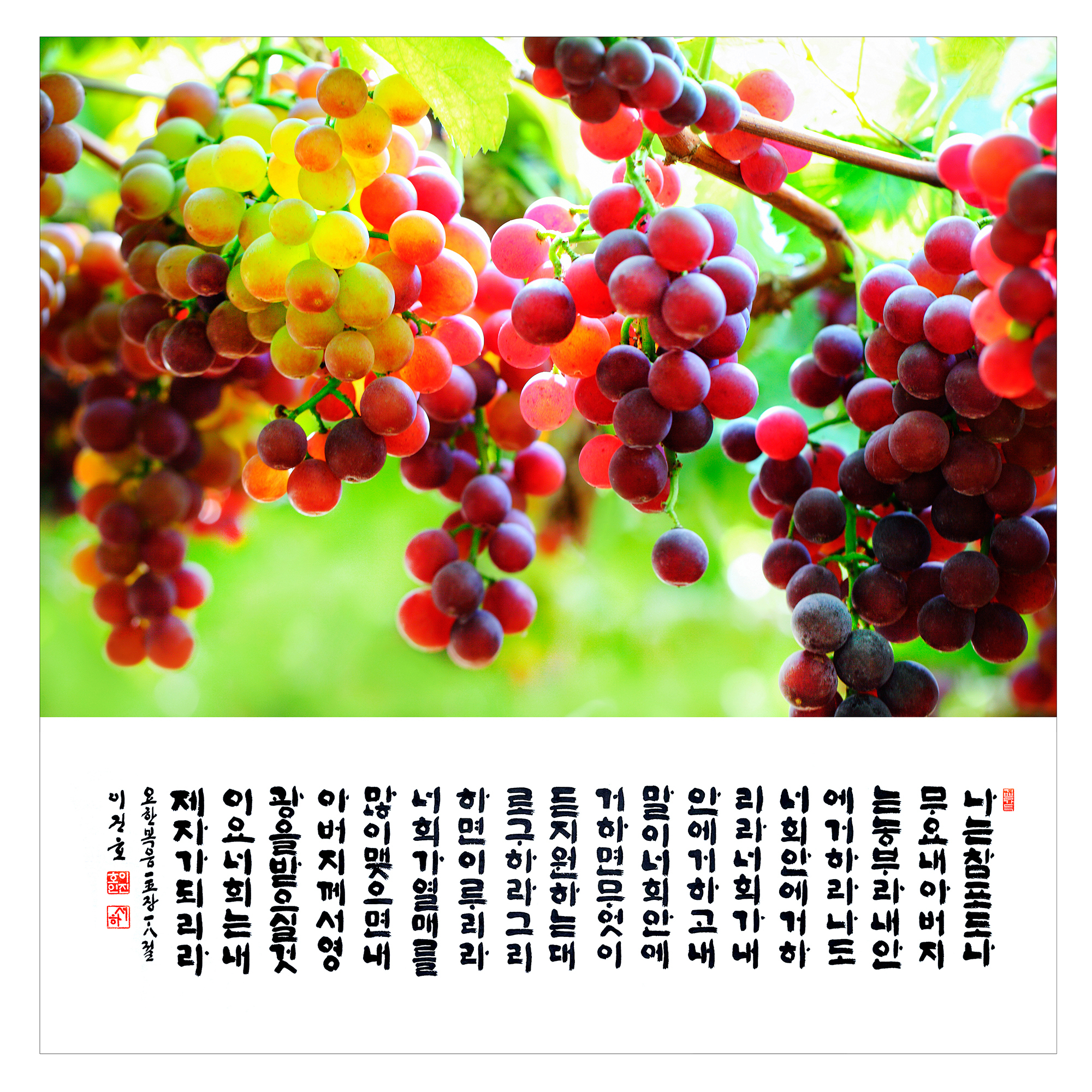 포도나무 이미지