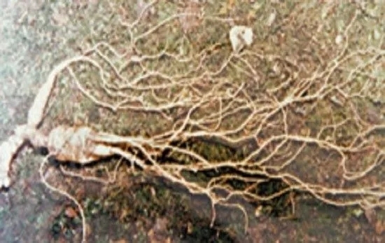 산삼정 이미지