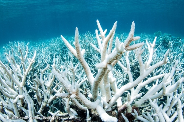 다음 세대는 니모를 찾아서를 이해할 수 없는 이유 | 인스티즈