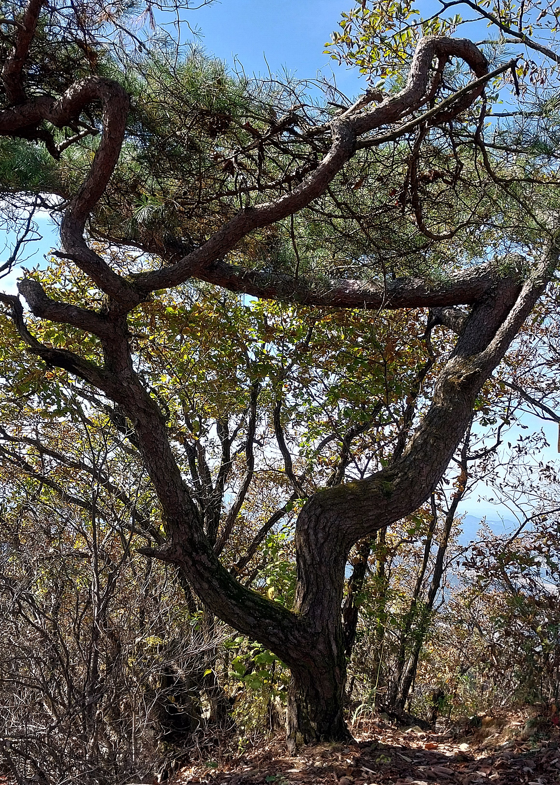 박달산 이미지